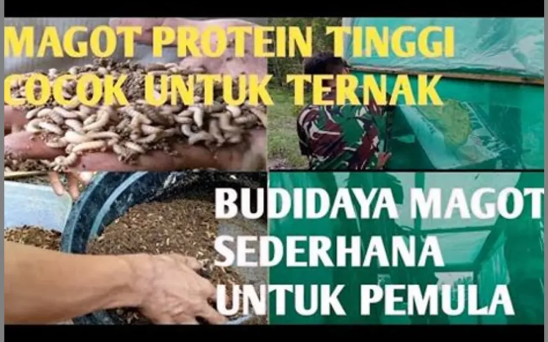 Pengaruh Perubahan Iklim pada Budidaya Magot Lalat BSF: Adaptasi dan Mitigasi