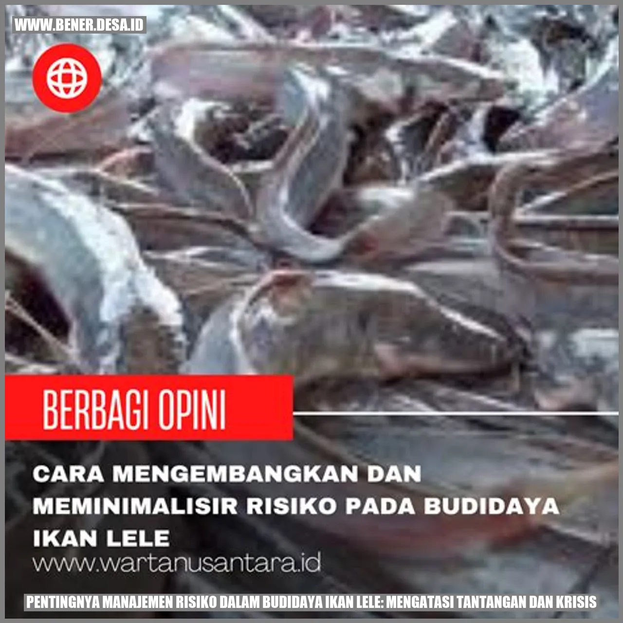 Jurus Jitu Hadapi Penyakit Ikan Lele: Tekan Kerugian dan Raih Panen Melimpah