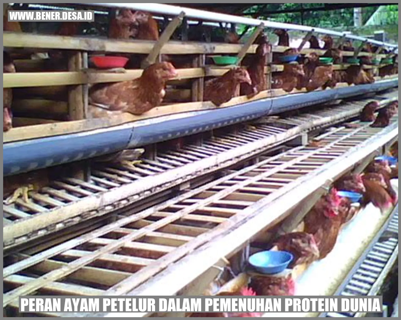 Peran Ayam Petelur dalam Pemenuhan Protein Dunia