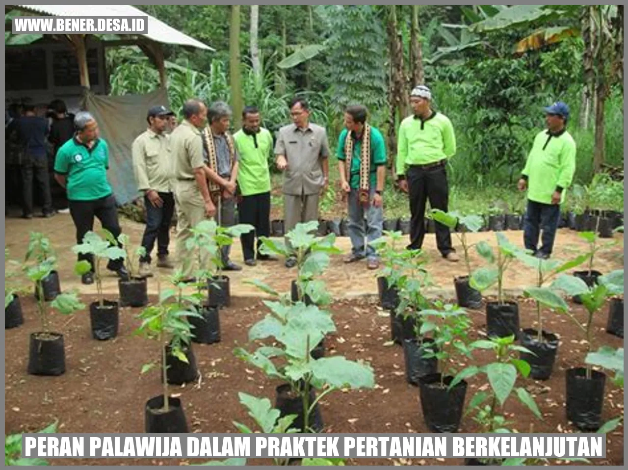 Peran Palawija dalam Praktek Pertanian Berkelanjutan
