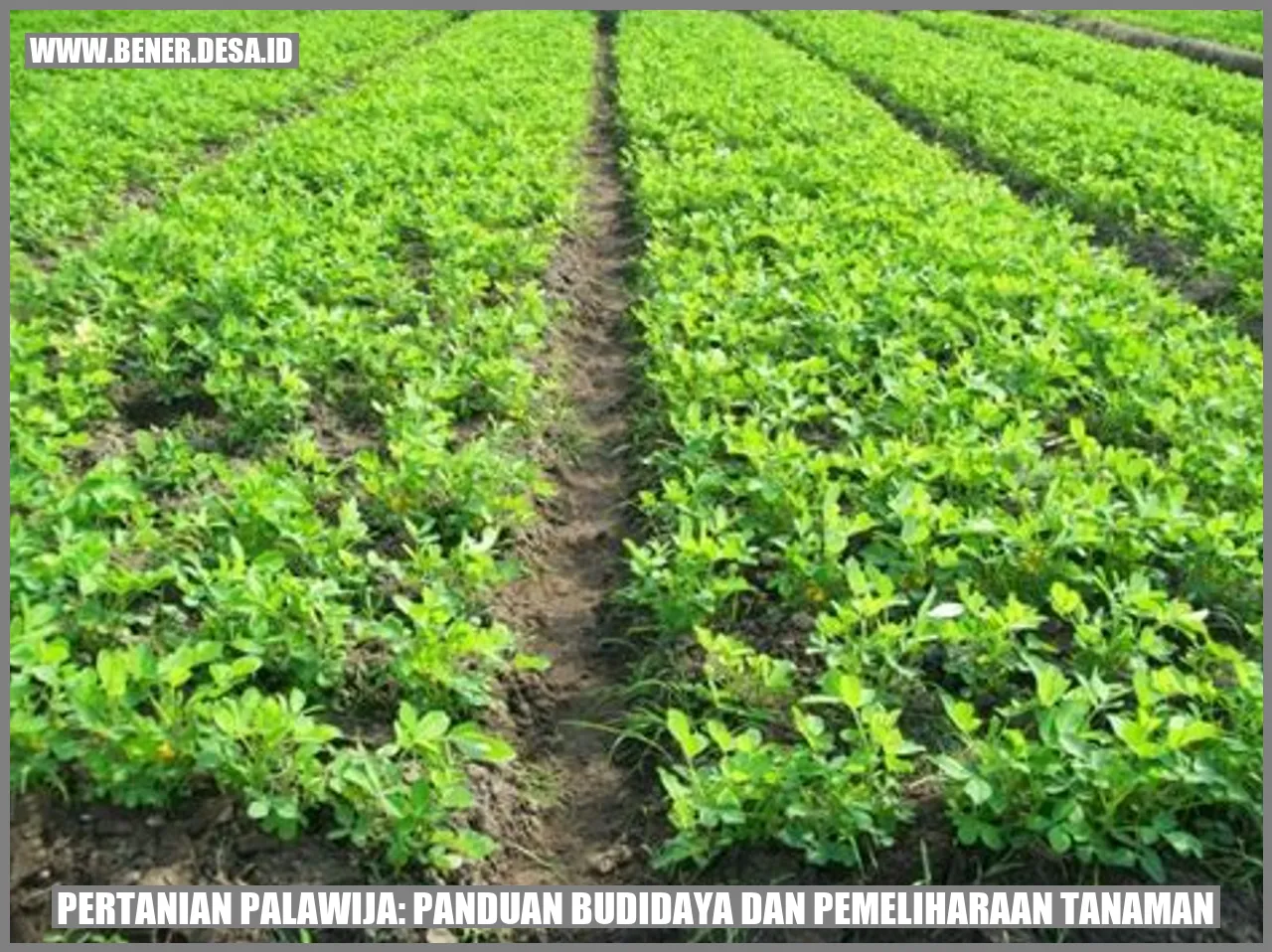 Pertanian Palawija: Panduan Budidaya dan Pemeliharaan Tanaman