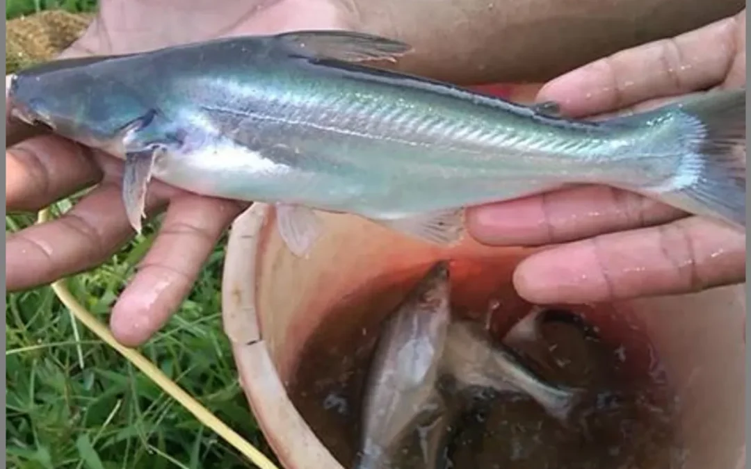 Rahasia Kesuksesan dalam Memelihara Ikan Patin: Tips dari Ahli Peternakan Ikan