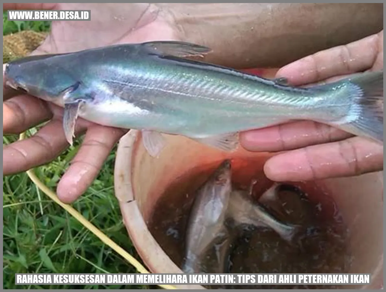 Jenis Ikan Patin