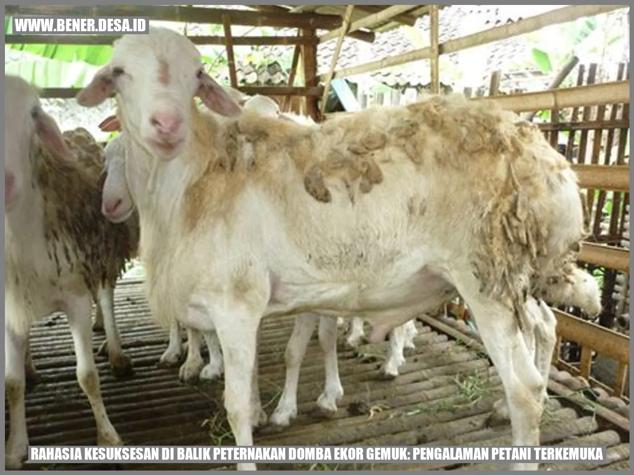 Bibit Domba Ekor Gemuk