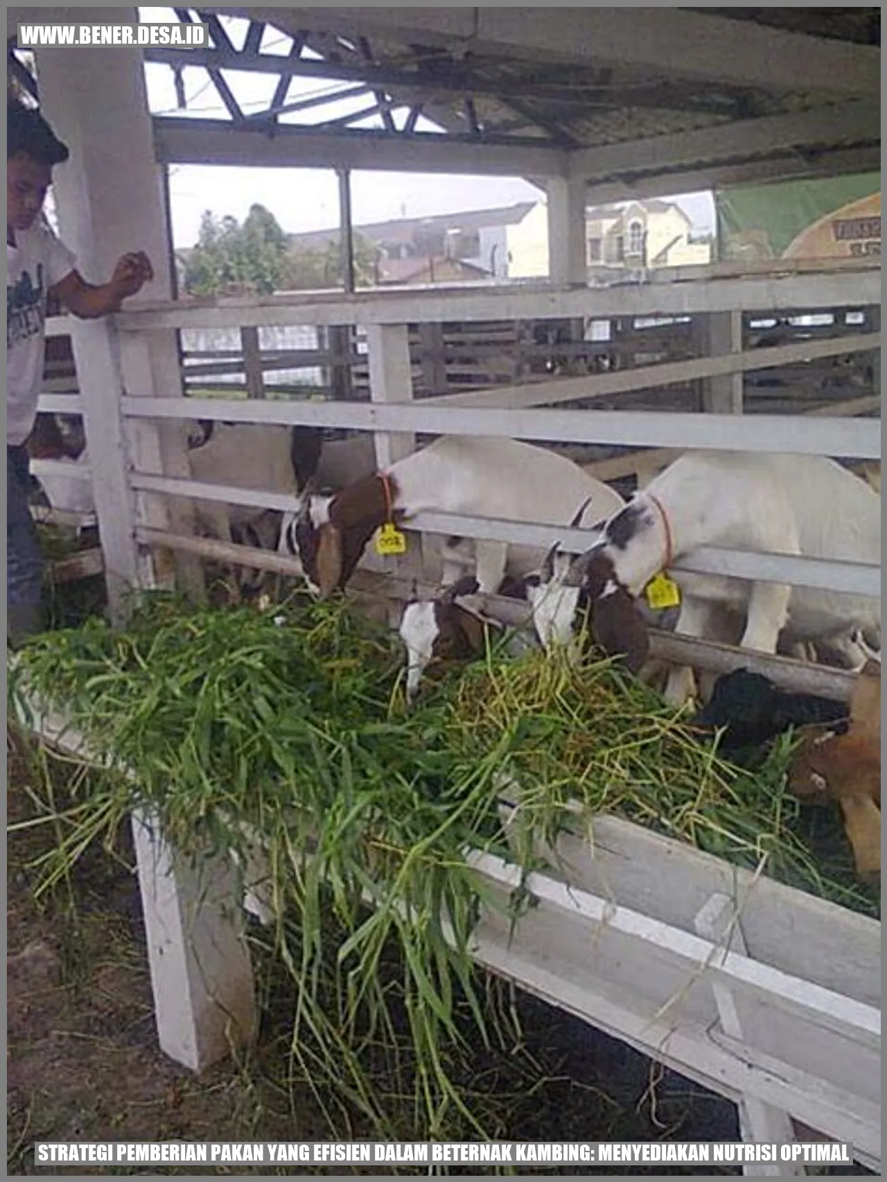 Strategi Pemberian Pakan yang Efisien dalam Beternak Kambing: Menyediakan Nutrisi Optimal