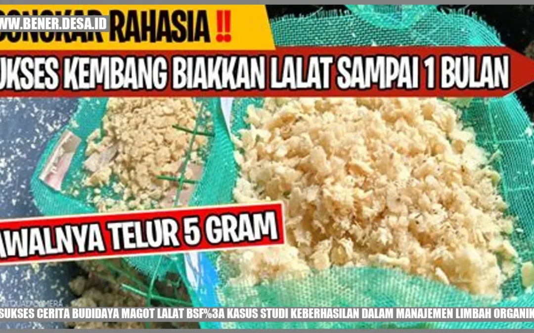 Sukses Cerita Budidaya Magot Lalat BSF: Kasus Studi Keberhasilan dalam Manajemen Limbah Organik