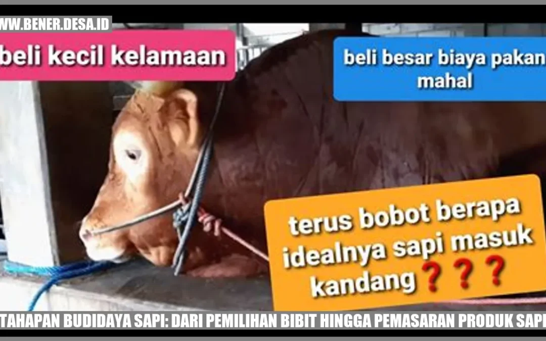 Upaya Meningkatkan Performa Sapi