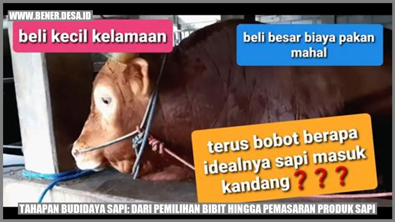 Tahapan Budidaya Sapi: Dari Pemilihan Bibit Hingga Pemasaran Produk Sapi
