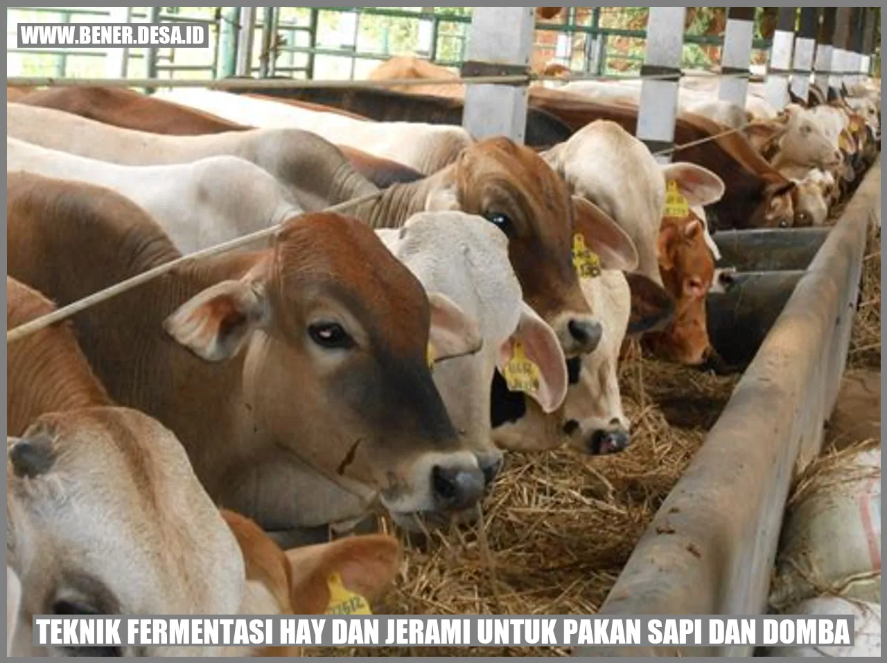 Teknik Fermentasi Hay dan Jerami untuk Pakan Sapi dan Domba
