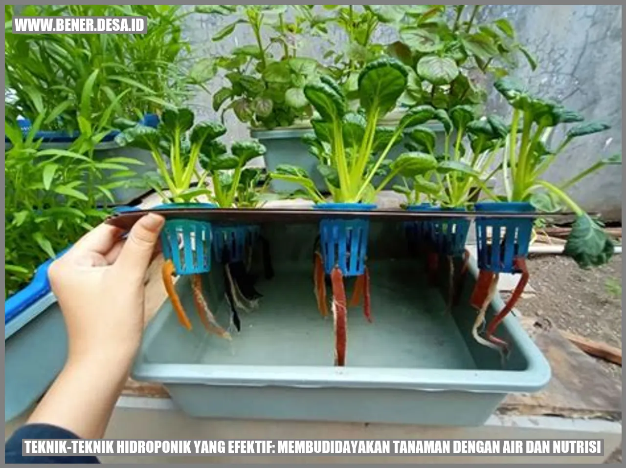 Gambar Teknik-Teknik Hidroponik yang Efektif: Membudidayakan Tanaman dengan Air dan Nutrisi