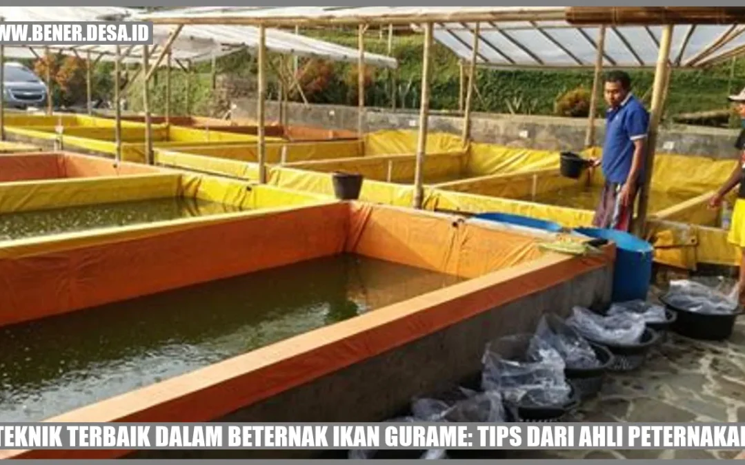 Teknik Terbaik dalam Beternak Ikan Gurame: Tips dari Ahli Peternakan