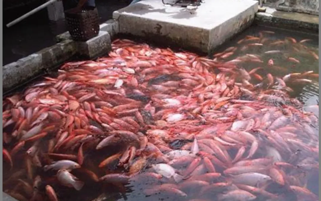 Teknik Terbaik dalam Beternak Ikan Nila: Tips dari Petani Berpengalaman